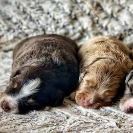 Miniature Australian Shepherd Puppies from AG Aussies