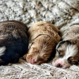 Miniature Australian Shepherd Puppies from AG Aussies