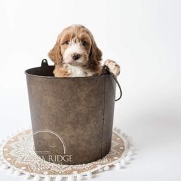 Bernedoodle and Goldendoodle Puppies from Saluda Ridge Goldendoodles