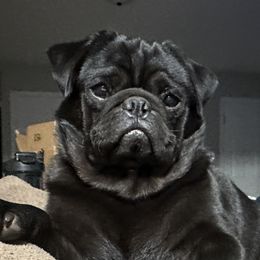 Caesar - Pug
