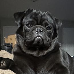 Caesar - Pug