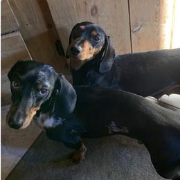 Sassafras - Black and tan female Dachshund puppy in Hermosa, South Dakota from Sassafras Dachshunds