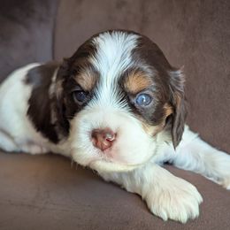 Cavapoo Puppies from WW Cavapoos