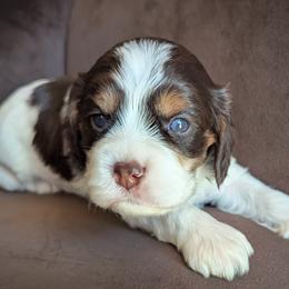 Cavapoo Puppies from WW Cavapoos