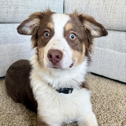 Winnie Rain - Red tri-color female Australian Shepherd puppy in Blomkest, Minnesota from Meljestic Farms