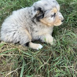 Cuckoo - Australian Shepherd puppy in Otis, Oregon from Heritage Hill Aussies