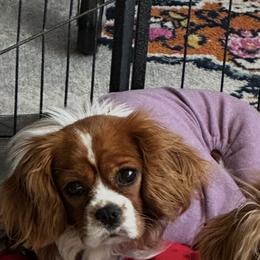 Cavalier King Charles Spaniel and Cavapoo All Grown Up from Hattie’s Texas Cavapoos