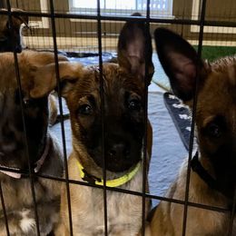 Yellow Collar Girl - Belgian Malinois puppy in Belton, Texas from Inferno Malinois