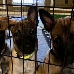 Yellow Collar Girl - Belgian Malinois puppy in Belton, Texas from Inferno Malinois