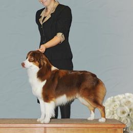 Merle - Miniature Australian Shepherd