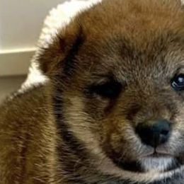 Shiba Inu from Crescent Moon Shibas