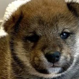 Shiba Inu from Crescent Moon Shibas