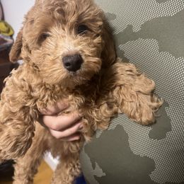Apollo - Cavapoo puppy from New England Cavapoos