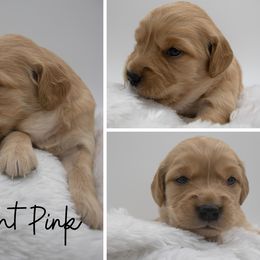 Golden Retriever Puppies from Stormy Hill Golden Retrievers