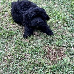 LP#2 Pink collar - Black Assorted Doodle Crosses puppy in Benson, North Carolina from A Bundle of Love