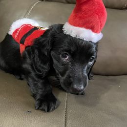 Dachshund Puppies from Doxie Gang