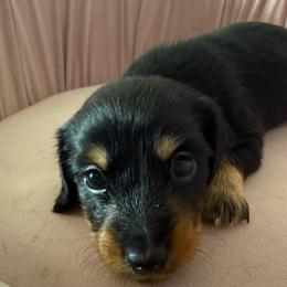 Longhair Girl 2 - Black and tan female Dachshund puppy in Buckeye, Arizona from Ryder's Roundup