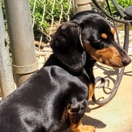 Winnie - Dachshund