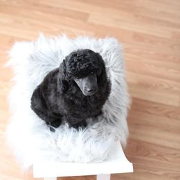 Poodle Puppies from Laminin Poodles