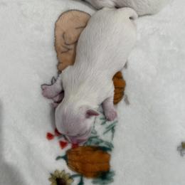 Leo - White male Maltese puppy in Hernando Beach, Florida from minipupps