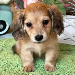 Bernedoodles and Dachshunds from Heavenly Heritage Dachshunds and Doods