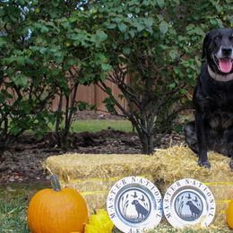 Labrador Retrievers from FowlMasters Outfitters & Kennels