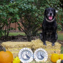 Labrador Retrievers from FowlMasters Outfitters & Kennels