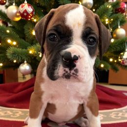 Mr Purple - Fawn male Boxer puppy in Palm Coast, Florida from Starlight Boxer Corner