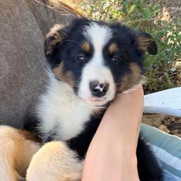 Cash - Black tri-color male Australian Shepherd puppy in Grand Saline, Texas from Murphy Ranch Australian Shepherds