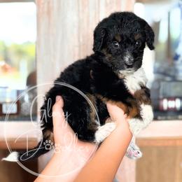 Bleu - Blue - Tri-color male Bernedoodle puppy in Rockwall, Texas from Glory Doodles