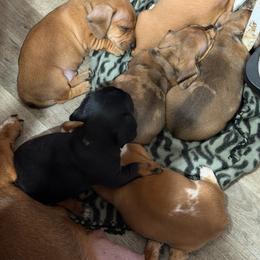Dachshund Puppies from Witchy Woman’s Wiener’s