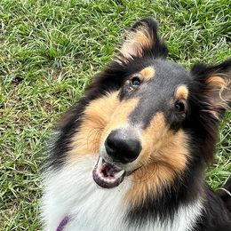 Christopher - Black white and tan Collie puppy in Yulee, Florida from Three Collie Farm