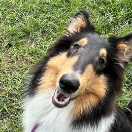 Christopher - Black white and tan Collie puppy in Yulee, Florida from Three Collie Farm