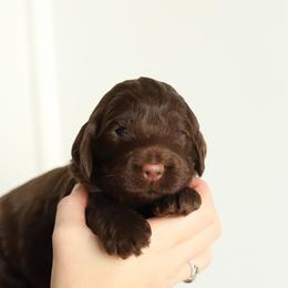 Navy - Chocolate male Australian Labradoodle puppy in Williamstown, New York from Lewis Manor Labradoodles