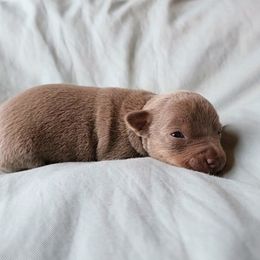 Girl 2 - Silver and white female Teddy Roosevelt Terrier puppy in Claremore, Oklahoma from Travelin' Man Terriers
