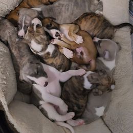 Whippet Puppies from Karen Lee