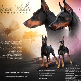 Doberman Pinschers from Gran Valor Dobermans