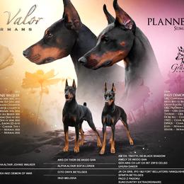 Doberman Pinschers from Gran Valor Dobermans