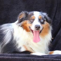 Hattie Mae - Miniature Australian Shepherd