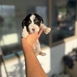 Almond Joy - Black and white female Cockapoo puppy in Tucson, Arizona from Desert Puppies
