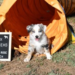 Sparx - Blue merle Miniature Australian Shepherd puppy in Springtown, Texas from Rusty Rose Ranch Mini Aussies and Mini American Shepherds