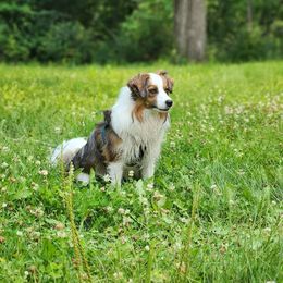 Miniature American Shepherd and Papillon All Grown Up from LS Best Friends