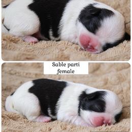 Sylvie - Brown and white female Shichon puppy in Pennsylvania from Manor Hills Shih Tzus