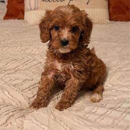 Christmas Bells - Red  female Goldendoodle puppy in Sallisaw, Oklahoma from Huddle Puppies