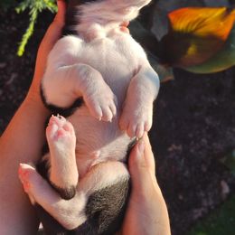 Great Dane Puppies from Gigantes de Cervantes