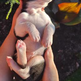 Great Dane Puppies from Gigantes de Cervantes