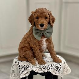 Spike- Green - Apricot male Goldendoodle puppy in Bay City, Texas from Charming Doods Goldendoodles