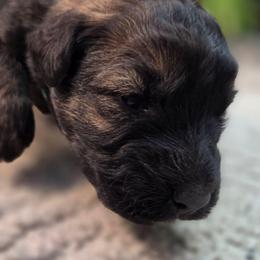 Elm - Fawn female Bouvier des Flandres puppy in Drury, Missouri from Black Bears Critters