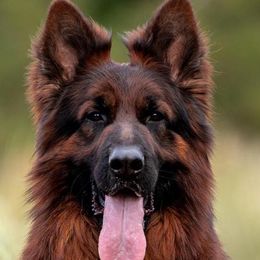 German Shepherds from Sisco Haus German Shepherds