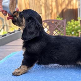 Cinder - Black and cream male Dachshund puppy in Rogue River, Oregon from Bear Feet Dachshunds